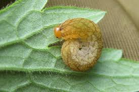 Attēlu rezultāti vaicājumam “Tenthredo mandibularis larva”