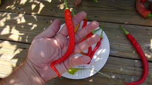 Afbeeldingsresultaat voor joe long cayenne hot pepper
