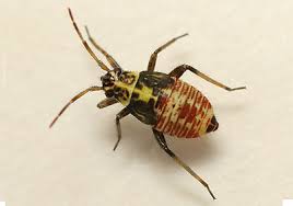 Attēlu rezultāti vaicājumam “Rhabdomiris striatellus”