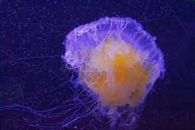 Image result for Phacellophora camtschatica