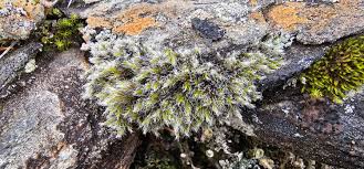 Attēlu rezultāti vaicājumam “Racomitrium heterostichum”