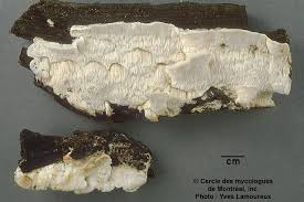 Attēlu rezultāti vaicājumam “Postia leucomallella”