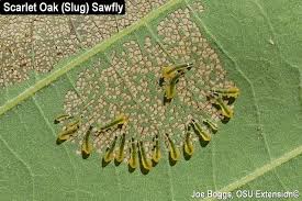 Attēlu rezultāti vaicājumam “Scardia boletella pupa”