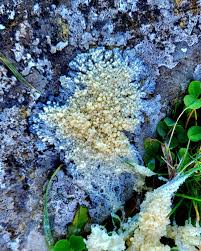 Attēlu rezultāti vaicājumam “Fuligo septica var. candida spores”