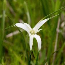 Attēlu rezultāti vaicājumam “Rhynchospora alba flower”