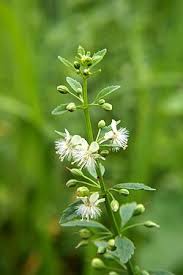 Attēlu rezultāti vaicājumam “Plantaginaceae”