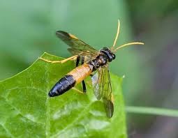 Attēlu rezultāti vaicājumam “Tenthredo campestris female”