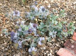 Attēlu rezultāti vaicājumam “Eryngium maritimum bud”