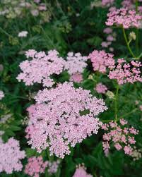 Image result for Pimpinella major