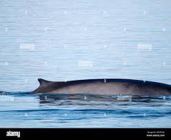 Image result for Balaenoptera physalus