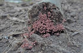 Attēlu rezultāti vaicājumam “Arcyria incarnata spores”