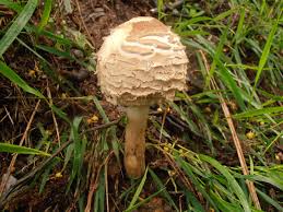 Attēlu rezultāti vaicājumam “Macrolepiota rhacodes var. bohemica”