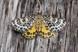 Attēlu rezultāti vaicājumam “Arichanna melanaria”