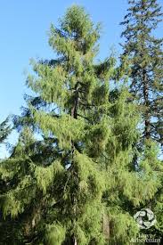 Attēlu rezultāti vaicājumam “Larix kaempferi leaf”