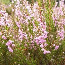 Attēlu rezultāti vaicājumam “Calluna vulgaris leaf”