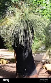 Attēlu rezultāti vaicājumam “Xanthorrhoeaceae”