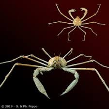 Image result for Hyas coarctatus