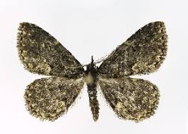 Attēlu rezultāti vaicājumam “Parascotia fuliginaria”