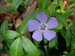 Attēlu rezultāti vaicājumam “Vinca minor leaf”