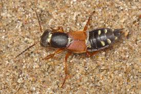 Attēlu rezultāti vaicājumam “Staphylinus erythropterus”