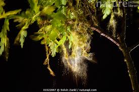 Attēlu rezultāti vaicājumam “Quercus robur male flower”