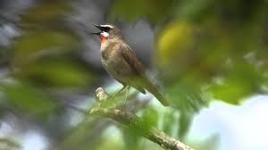 Image result for Luscinia calliope