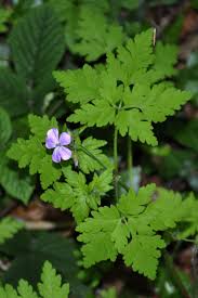 Attēlu rezultāti vaicājumam “Geranium robertianum leaf”