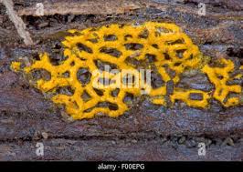 Attēlu rezultāti vaicājumam “Hemitrichia serpula spores”