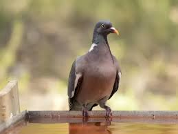 Image result for Columba palumbus