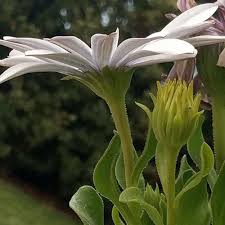 Image result for Dimorphotheca pluvialis