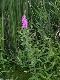 Attēlu rezultāti vaicājumam “Lythrum salicaria flower”