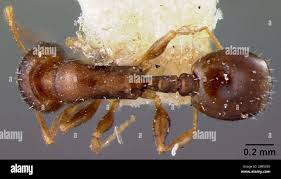 Attēlu rezultāti vaicājumam “Lamprotettix nitidulus”