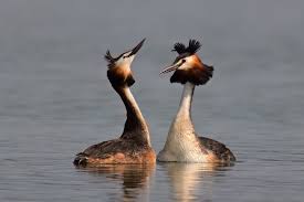 Attēlu rezultāti vaicājumam “Podiceps cristatus”