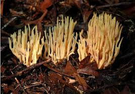 Attēlu rezultāti vaicājumam “Ramariopsis crocea”