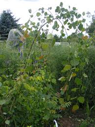 Attēlu rezultāti vaicājumam “Populus”