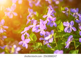 Attēlu rezultāti vaicājumam “Viola reichenbachiana leaf”