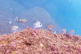 Image result for Diplodus puntazzo