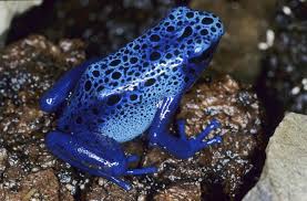 Image result for blauer baumsteiger