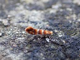 Attēlu rezultāti vaicājumam “Phyllonorycter nicellii”