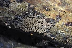 Attēlu rezultāti vaicājumam “Lycogala ustulatum sessile”