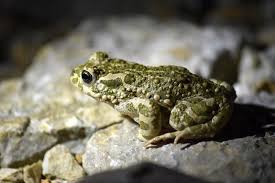 Attēlu rezultāti vaicājumam “Pseudepidalea viridis”