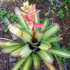 Image result for buaaambulancia