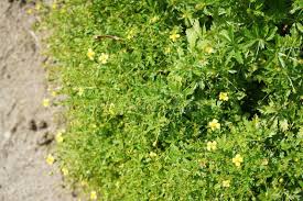 Image result for Potentilla tormentilla