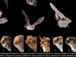 Attēlu rezultāti vaicājumam “Badhamia bethelii macro”