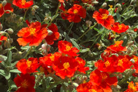 Attēlu rezultāti vaicājumam “Helianthemum x hybridum flower”