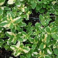 Attēlu rezultāti vaicājumam “Mentha spicata”