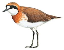 Image result for Charadrius mongolus