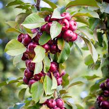 Attēlu rezultāti vaicājumam “Malus purpurea leaf”