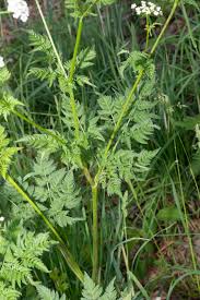 Attēlu rezultāti vaicājumam “Chaerophyllum aromaticum flower”