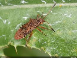 Attēlu rezultāti vaicājumam “Rhopalus maculatus imago”